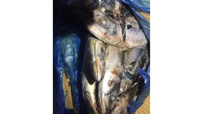 التحفظ على أسماك مجمدة فاسدة قبل طرحها في الأسواق بالفيوم