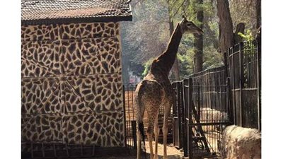 الزراعة تنتهي من استعدادتها لاستقبال ٣ زرافات جدد من جنوب أفريقيا.. وتنتهي من تأهيل سوسن  للتعايش معهم