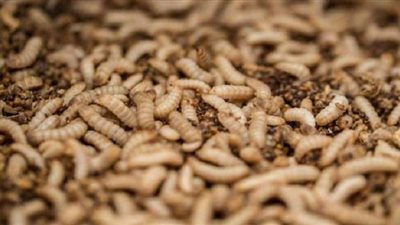 لحل مشكلة الغذاء.. مصنع فرنسي يستعد لإنتاج 20 ألف طن حشرات سنويا