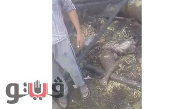 حريق هائل يلتهم حظيرة مواشي  ومنزلا في الغربية