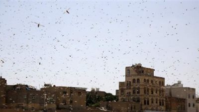 الجراد يضرب 4 محافظات يمنية ويتجه نحو السعودية