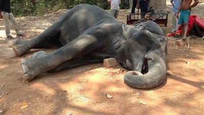 بالصور.. وفاة فيل بأزمة قلبية بسبب الإرهاق في نقل السياح