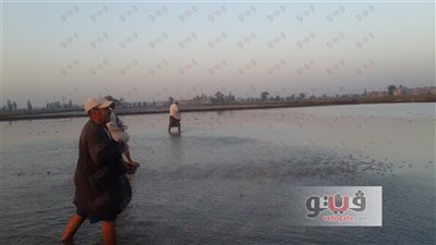 بالصور.. أزمات زراعة الأرز في الدقهلية عرض مستمر.. «تقرير»