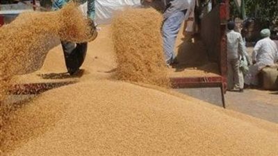 توريد 30 ألف طن قمح لشون الوادي الجديد