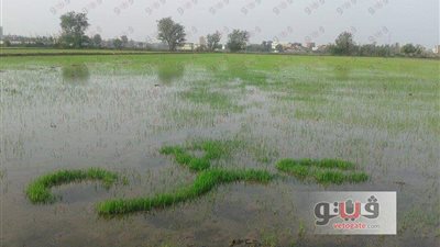 شاب يكتب اسم حبيبته بـ«الأرز» ليعبر لها عن حبه بالشرقية