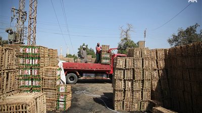 بالصور.. مراحل تحول جريد النخل إلى أقفاص خشبية