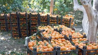 تصدير 850 ألفا من المحاصيل الزراعية سنويا إلى الاتحاد الأوروبي