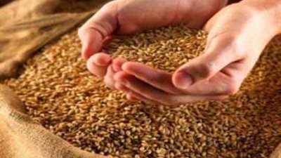 استيراد 800 ألف طن قمح لتغطية احتياجات السودان