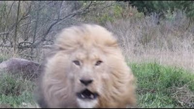 بالفيديو والصور.. شاهد ماذا فعل أسد مع مصور قاطع وليمته