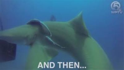 بالفيديو.. قرش يطلب المساعدة من غواص