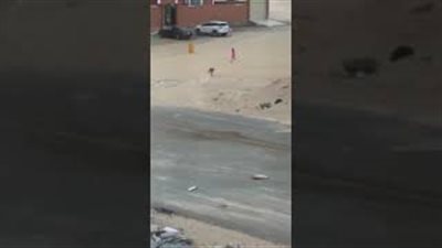 لحظة نجاة طفلة من هجوم كلب ضال (فيديو)