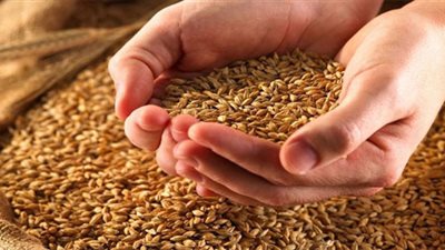 الجريدة الرسمية تنشر قرار توريد محصول القمح لهيئة السلع التموينية