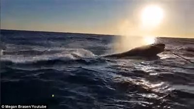 بالفيديو والصور.. رد فعل صبي يشاهد حوتا بالقرب من الشاطئ