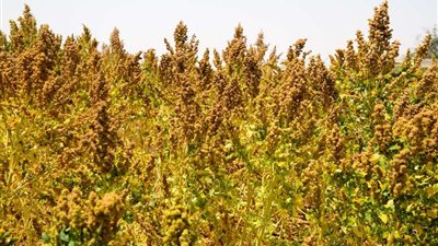 طعام رواد الفضاء يدخل مصر.. الكينوا نبات «لاتيني» ينقذ العالم من المجاعات.. «فاو» تمول تسجيل أول صنف مصري.. ناسا تستعين به لقيمته الغذائية.. ويوفر 10% من استهلاك القمح