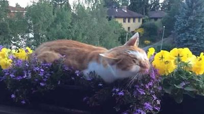 أطرف مصائب القطط بالمنزل (صور)