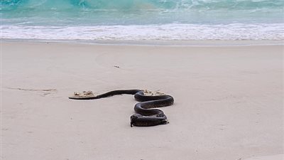 ثعبان يفترس سحلية ضخمة على الشاطئ (فيديو وصور)