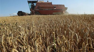 توريد 144 ألف طن و817 كيلو جرام قمح بالمنوفية