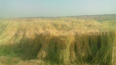 بالصور.. الجمعيات الزراعية ترفض استلام القمح من فلاحي الوادي الجديد