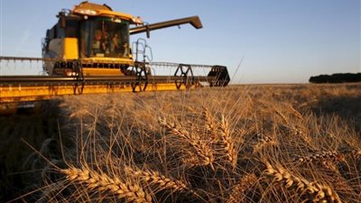 الحكومة تنفي وقف واردات القمح الفرنسي