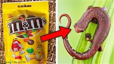 بالفيديو.. 10 أطعمة لن تتناولها مجددا عندما تعلم مما صنعت