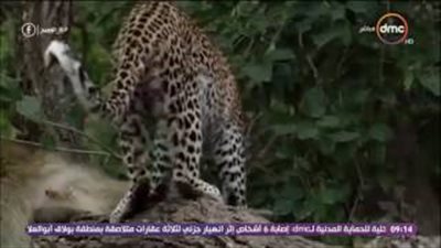بالفيديو..رامى رضوان عن اغتصاب رضيعة: «الحيوانات مبتعملش كده»