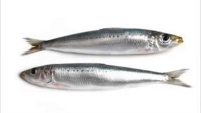 بالفيديو.. طريقة إعداد السردين المملح بالمنزل