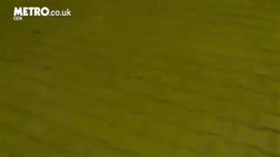 بالفيديو.. لقطات طريفة لقنفذ يحشر رأسه في علبة زبادي