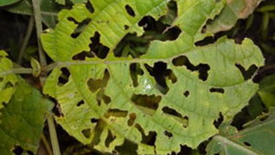 كيف تصبح النباتات آكلة للحشرات عندما تفقد التربة التي تعيش فيها غذاءها