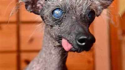 ثالث أقبح كلب في العالم (صور)