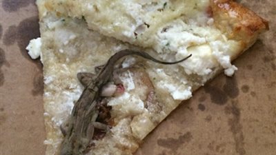 بالصور.. زوجان يضعان سحلية ميتة في بيتزا للانتقام من لص سرق طعامهما