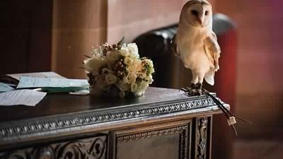 بومة تفسد حفل زفاف عروسين وتسرق خاتم الخطوبة (فيديو وصور)