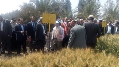 صوامع الدقهلية تستقبل 205 آلاف و418 طن قمح