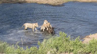 أربع لبؤات يستدرجن حيوانا بريا لافتراسه (صور)