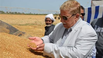 توريد 50 ألف طن قمح باﻹسماعيلية حتى الآن