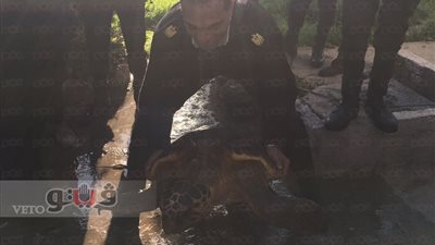 البيئة تشدد الرقابة على أسواق السمك بالإسكندرية للحد من تداول السلاحف