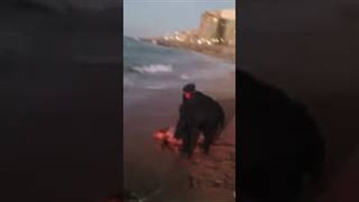 شاهد.. ماذا فعل أهالي الإسكندرية والشرطة في سلحفاة ضخمة على البحر