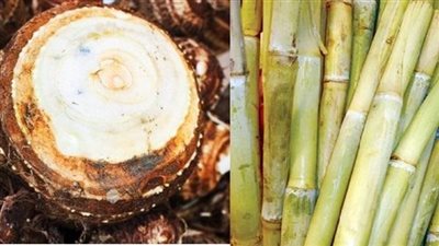 بالقلقاس والقصب.. لماذا يحتفل الأقباط بعيد الغطاس؟