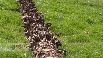 بالصور.. رفع 4 نخلات بالمشهد الحسيني حفاظا على أرواح الزوار