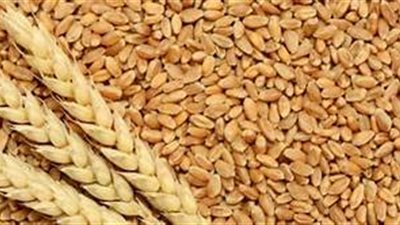 توريد 3 ملايين و20 ألف طن من القمح المحلي للشون والصوامع