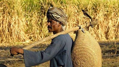 فى عيد الفلاح !