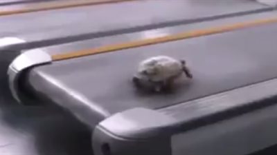 بالفيديو.. مليون مشاهدة لسلحفاة تمارس تمارين رياضية