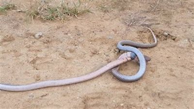 معركة عنيفة بين ثعبانين على طريق مزدحم (فيديو)