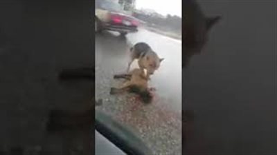 مشهد مؤثر لكلب يحاول إنقاذ صديقه بعد تعرضه لحادث (فيديو)
