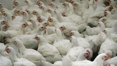 «غرفة القاهرة»: نستهلك 65 مليون دجاجة شهريًا