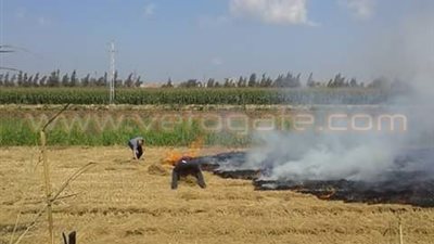 بالصور.. أهالي شربين بالدقهلية يشتكون من حرق قش الأرز