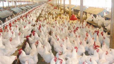 26 جنيها سعر كيلو الدواجن في المزارع