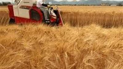 حصاد 221 ألف فدان قمح بأسيوط وتوريد 114 ألف طن للمطاحن والصوامع