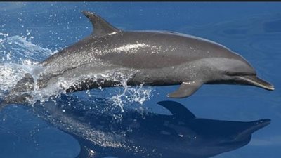 تحديد المناطق التي يتغذى منها الدلافين