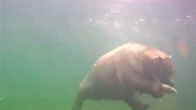 كيف تصطاد الدببة الأسماك تحت المياه (فيديو وصور)