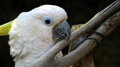 «الككتوه ذو العرف» يصدر تناغما موسيقيا لجذب الأنثى